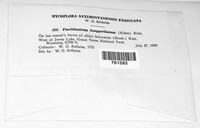 Pucciniastrum goeppertianum image